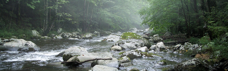 A beautiful trout stream in the Great Smoky Mountians