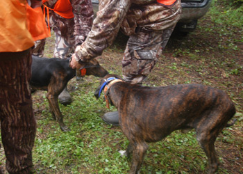 Group of Plot Hounds