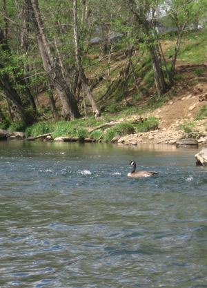 Canada Goose in River