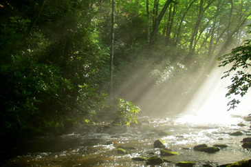 Smokies Stream with Fog