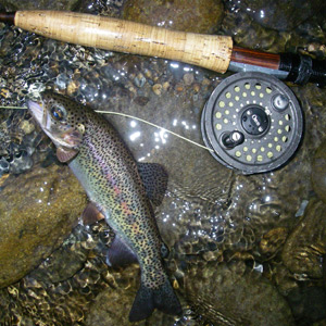 Rainbow Trout Caught on an Ant Pattern