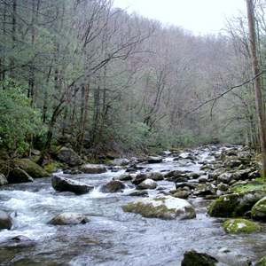 Trout Stream Early Spring