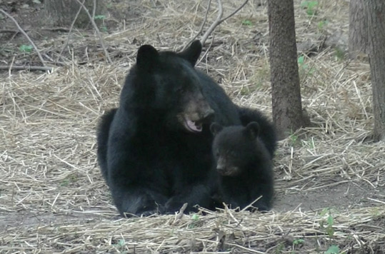 Mother black bear with her cub.