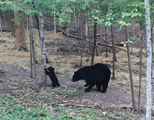 Bear cub climbing a tree as its mother watches.