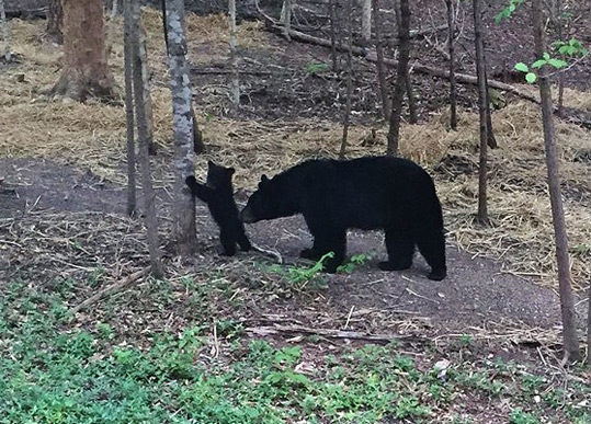 Sow bear nudges her cub at the Begley home 4-21-16