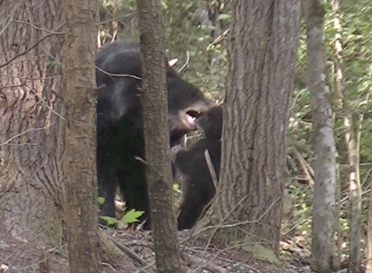 Bear and cub at the Begley home 4-21-16