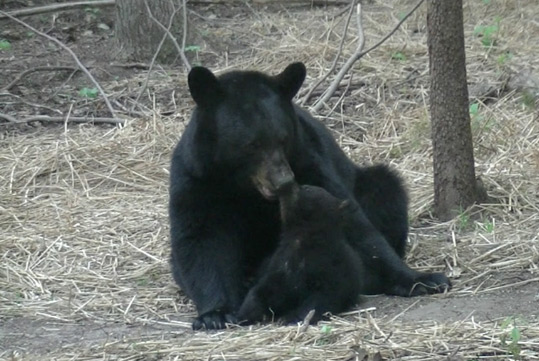 Mother black bear licking her cub.