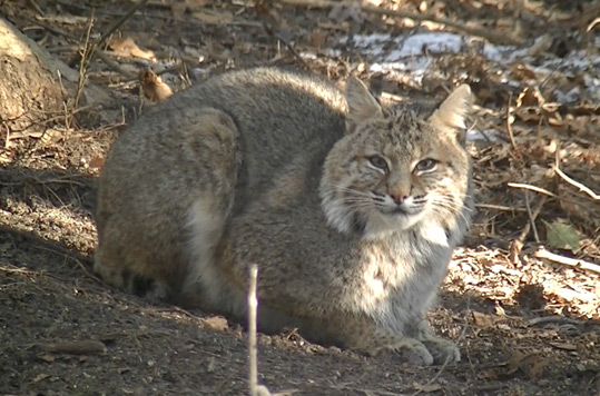 Bobcat at the Begley home.