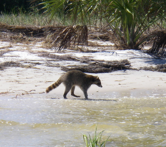Large Raccoon