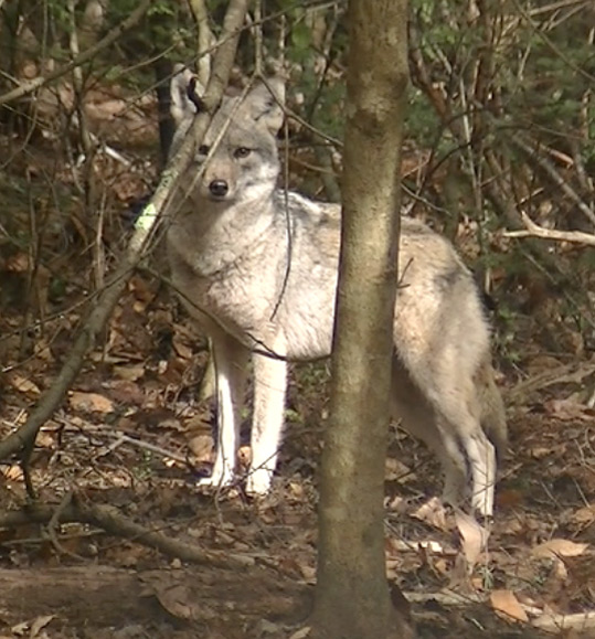 Coyote living in Townsend, Tennessee.