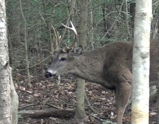 Whitetail Deer Buck