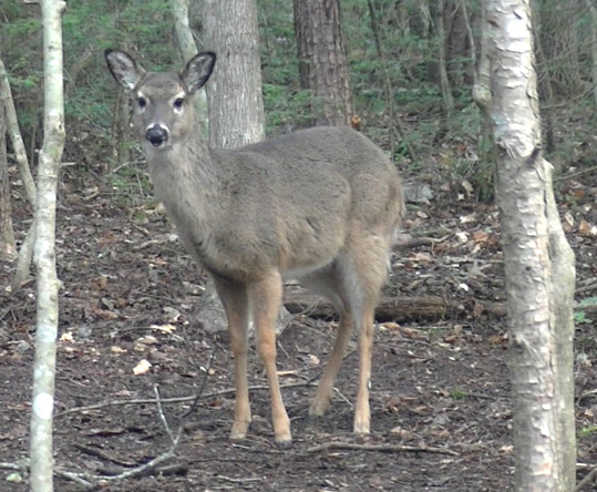 Whitetail Deer Doe