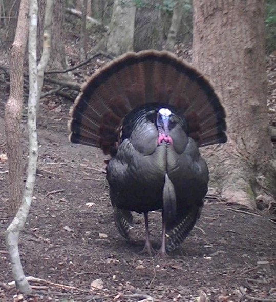 Wild Turkey Gobbler