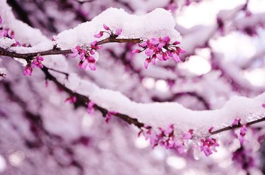 Snow on the redbud trees at Gracehill B & B on March 21, 2016.