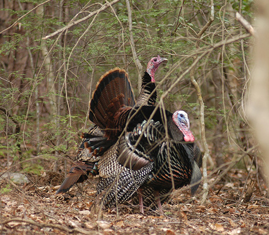 Two wild turkey toms.