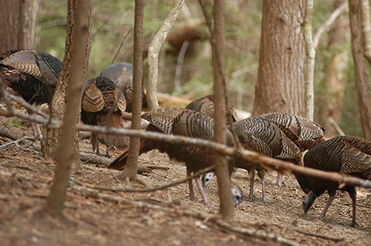 Wild turkey hens eating seed on the ground.