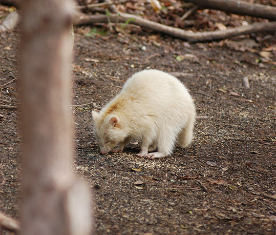 Albino Raccoon Great Smoky Mountains