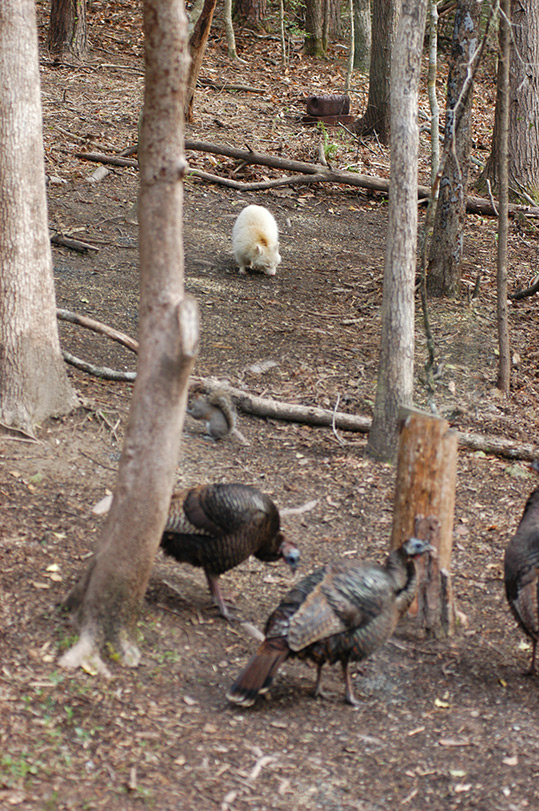 Albino Raccoon, wild turkeys and a squirrel.