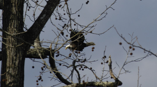 Eagle in Townsend flying from it's perch on a tree.