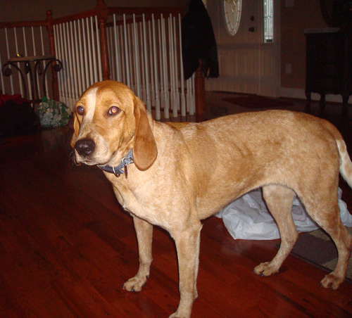 Ginger the dog.