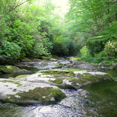 Smokies Stream