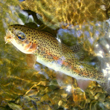 Rainbow Trout
