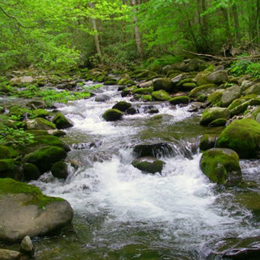 Freestone Trout Stream