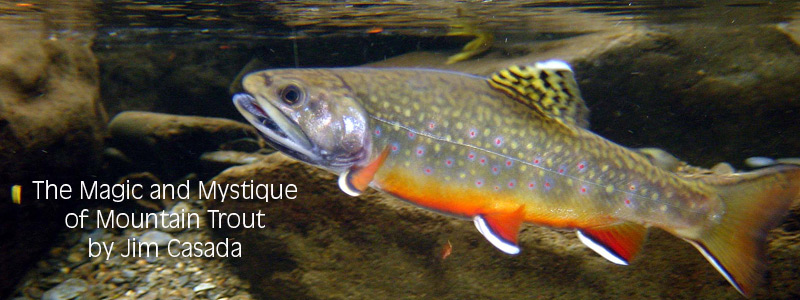 Brook Trout Photograph