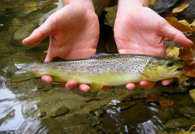 Brown Trout