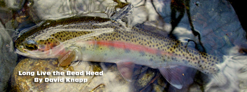 Rainbow Trout Banner