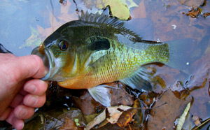 Bluegill
