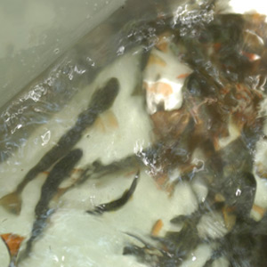 Brook Trout to be Stocked