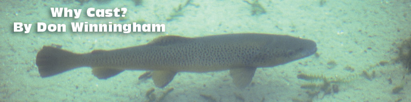 Brown Trout Banner
