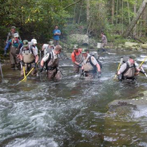 Volunteers Work With Fisheries Staff