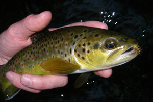 Brown Trout