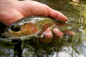 Rainbow Trout