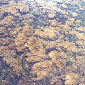 Streambed with Didymo