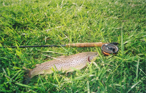 Brown Trout