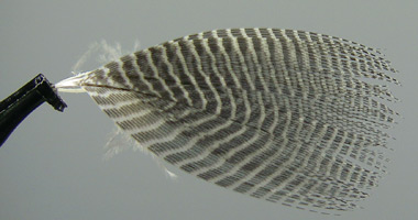 Photograph for Step 1