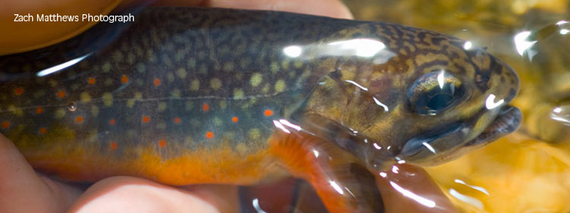Brook Trout Photo by Zach Matthews