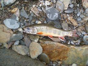 Brook Trout