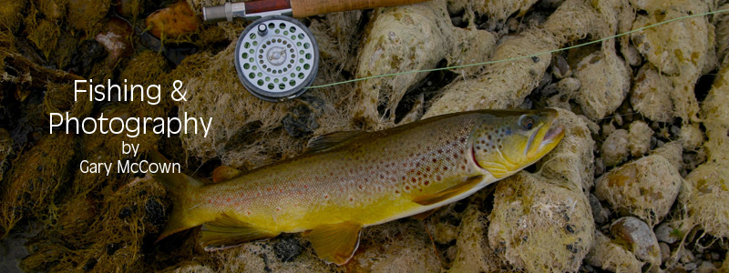 Brown Trout, Rod and Reel