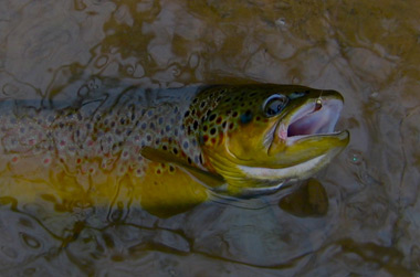 Large Brown Trout