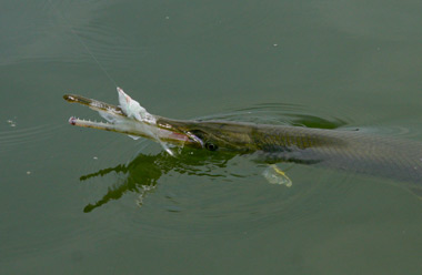 Alligator Gar