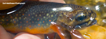 Brook Trout