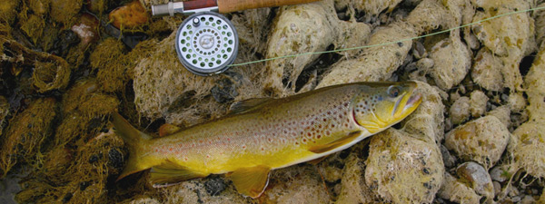 Brown Trout