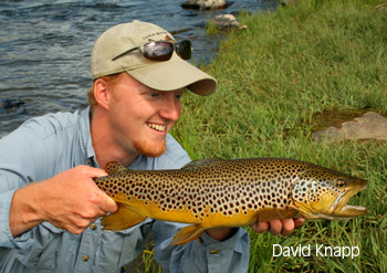David with Large Brown
