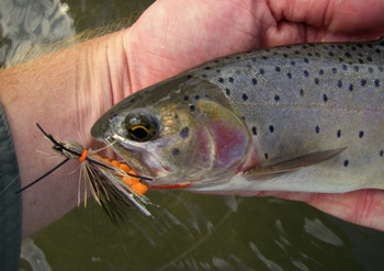 Cutthroat Trout