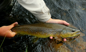 Big Brown Trout