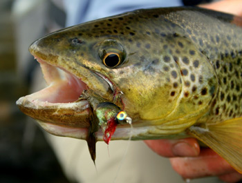 Brown Trout Caught on a Streamer